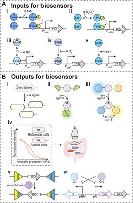 The Future Potential of Biosensors to Investigate the Gut-Brain Axis